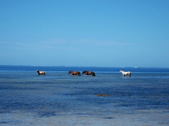 Pulau Laucala4
